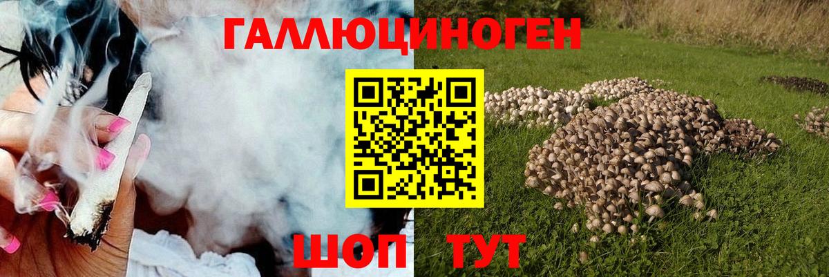 Псилоцибиновые грибы Psilocybe Людиново